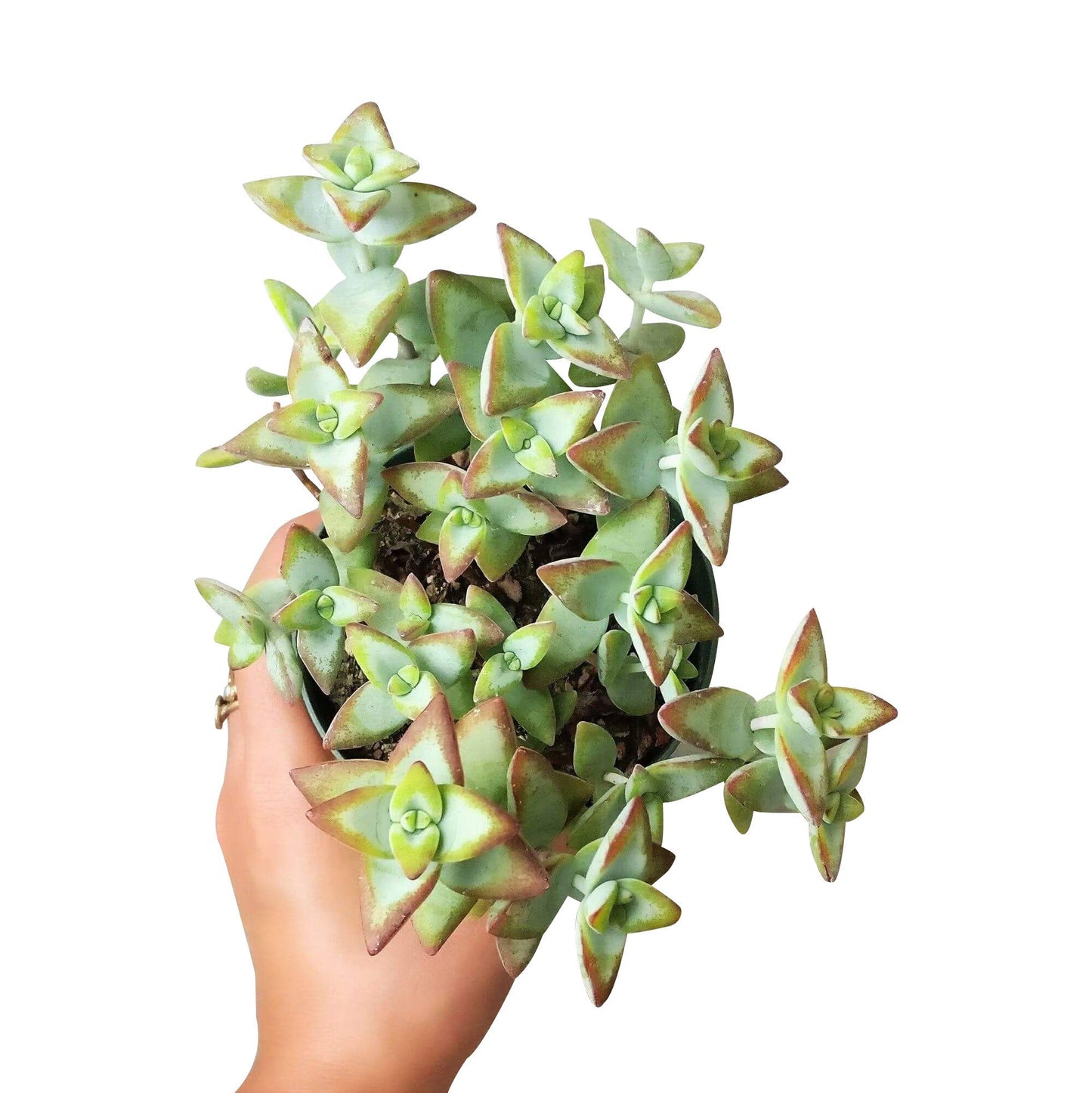 Crassula Rupetris High Voltage - Live 2in/4in Succulent