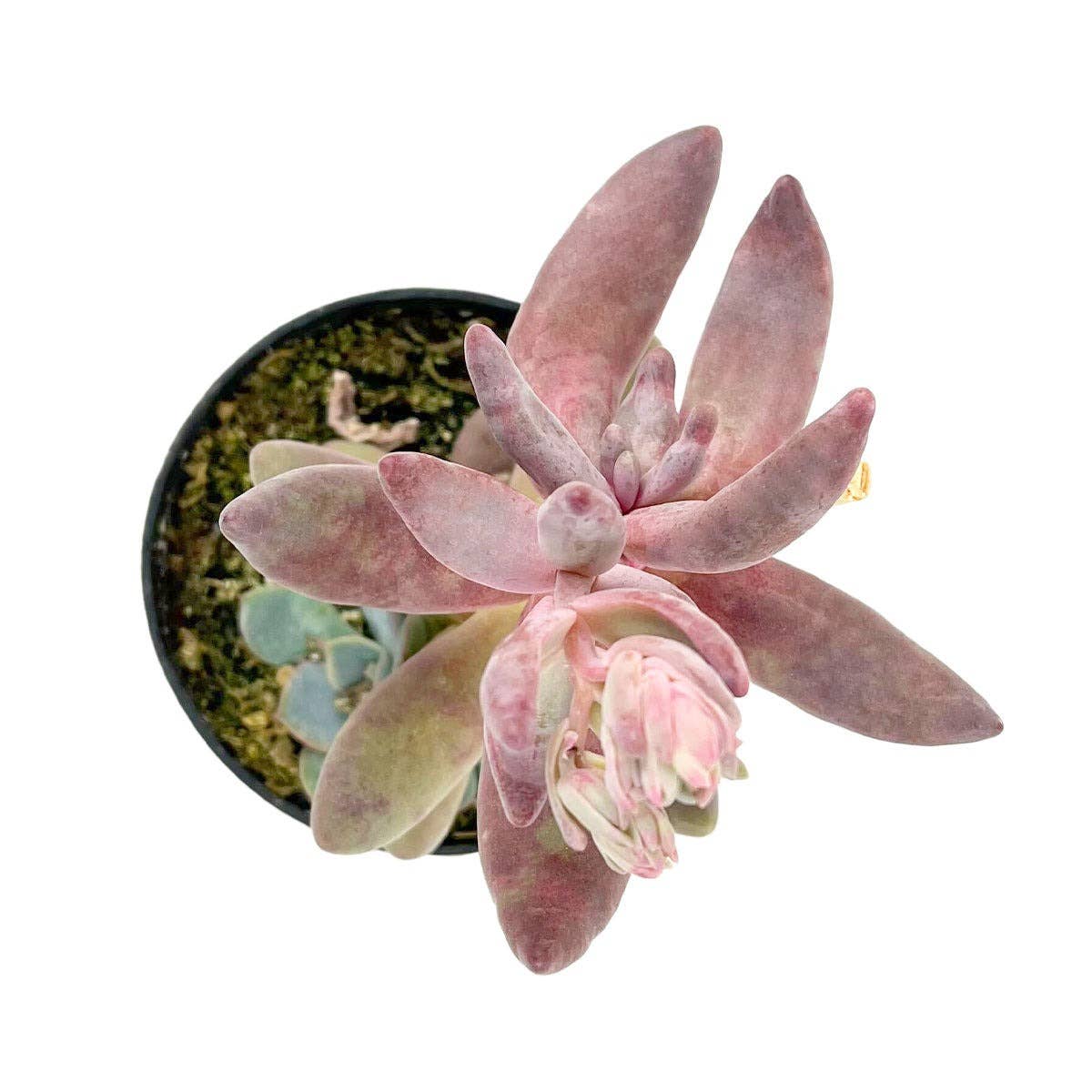 Rare Pachysedum Ganzhou Pink Succulent 2in/ 4in