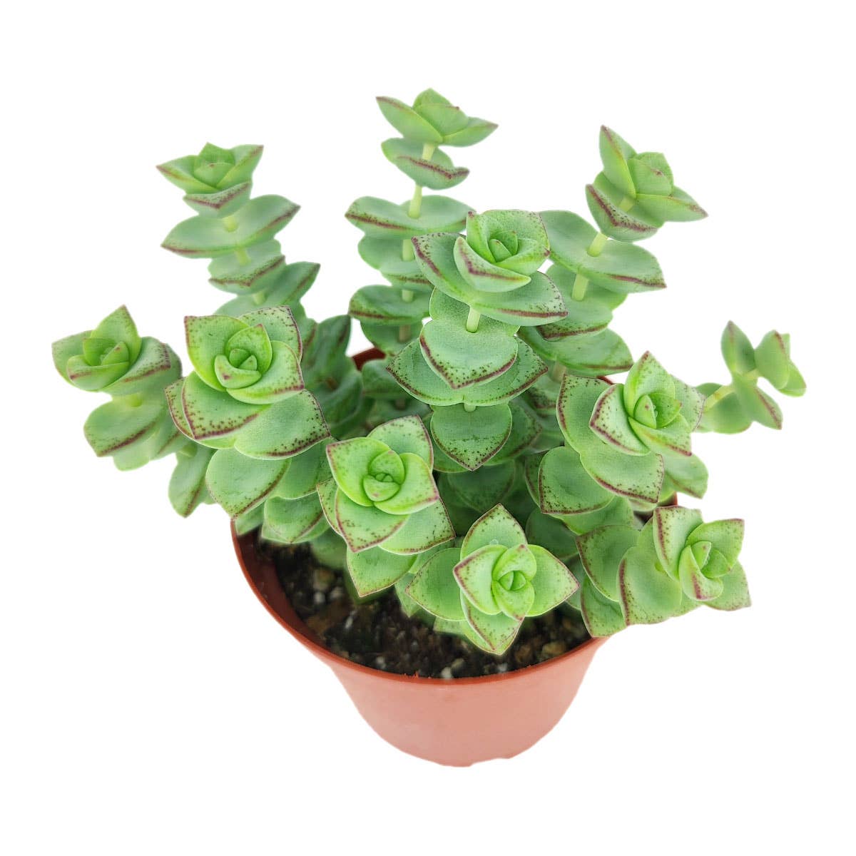 String of Buttons - Live Indoor Succulent in 2in/4in Pot