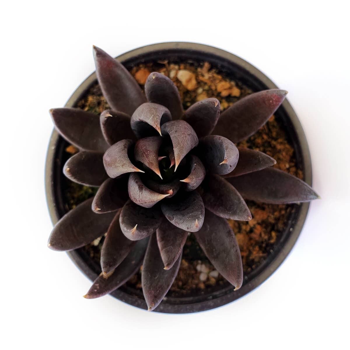 Echeveria Black Knight, New Black 2/4" Plastic Pot