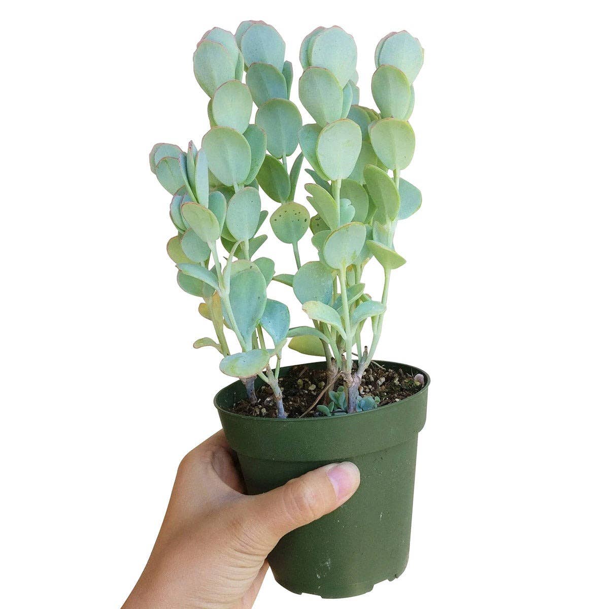 Kalanchoe Panamensis Kalanchoe Marnieriana 4in Succulent