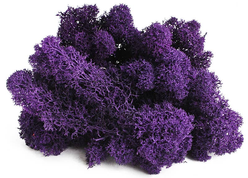 Reindeer Moss 10lb box