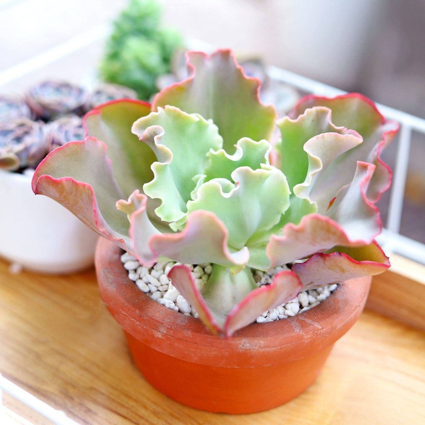 Echeveria Crinoline Ruffles - Gorgeous Live Succulents 4in