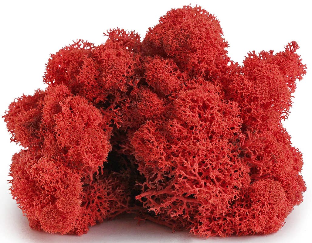 Reindeer Moss 10lb box