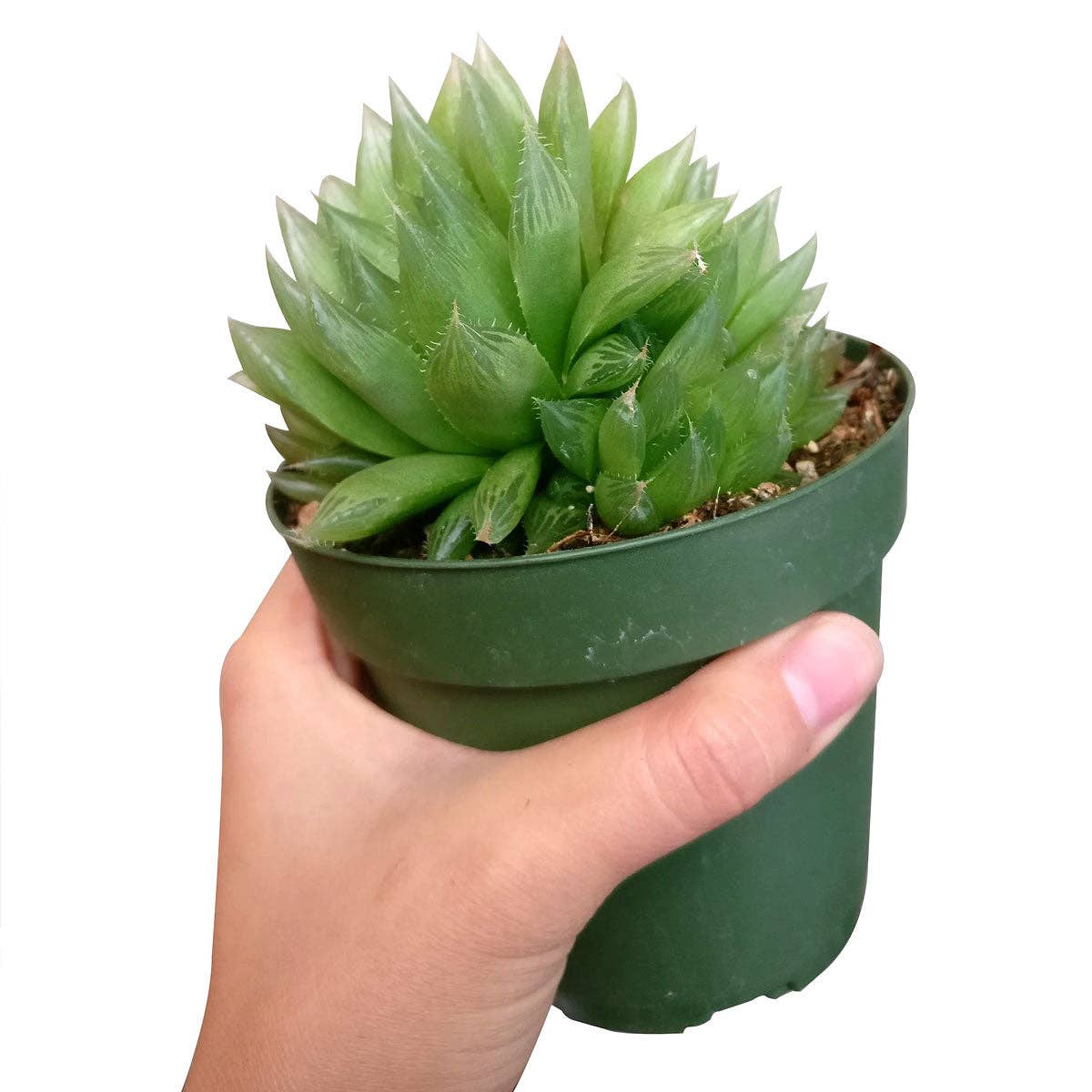 Haworthia Cooperi - Live Succulents Plant 2/3/4 inch Pot
