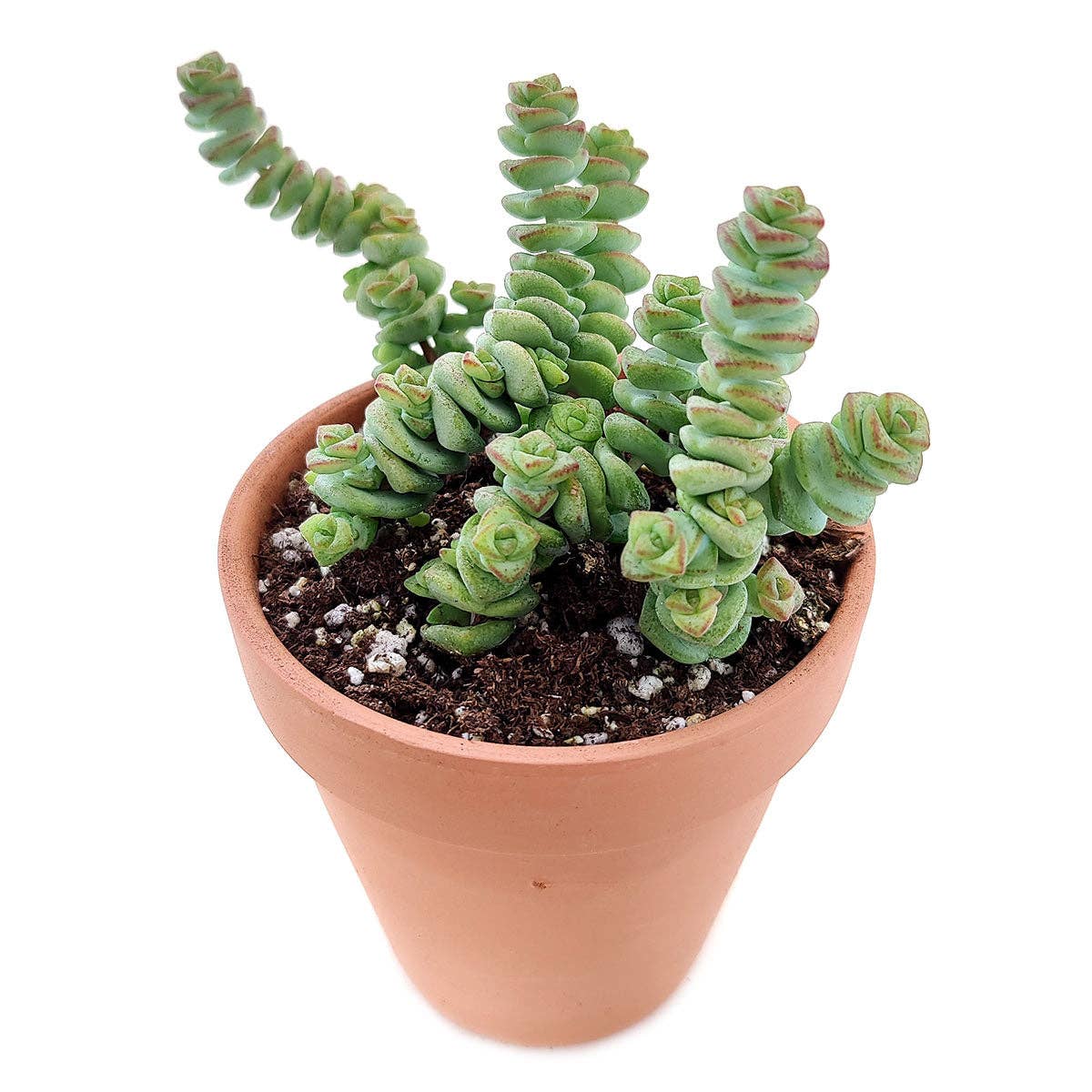 Crassula Baby Necklace - Live Succulents Plant 2/4 inch Pot: 2 inch / Plastic Pot