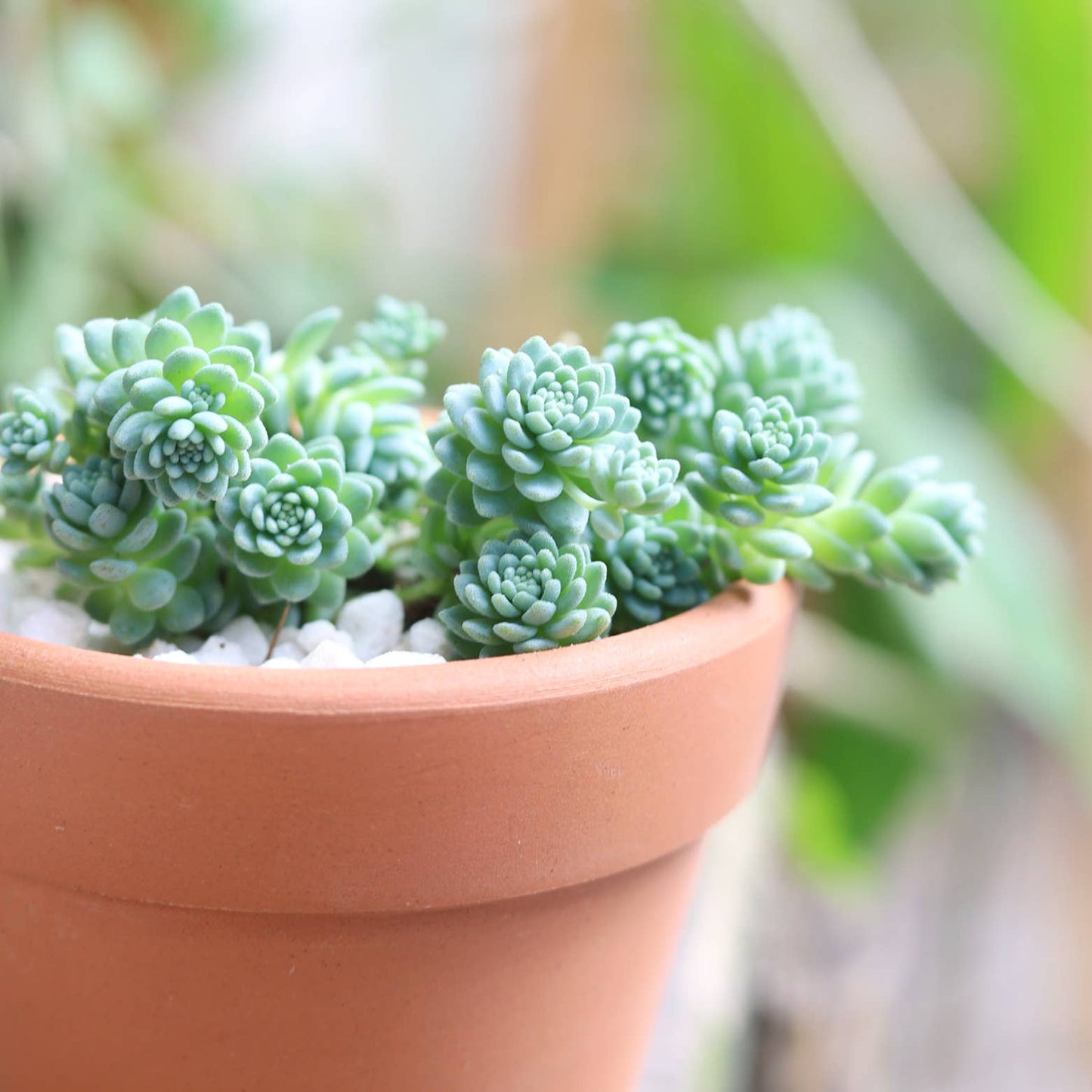 Sedum Major  - Live Succulents Plant 2/4 inch Grower Pot