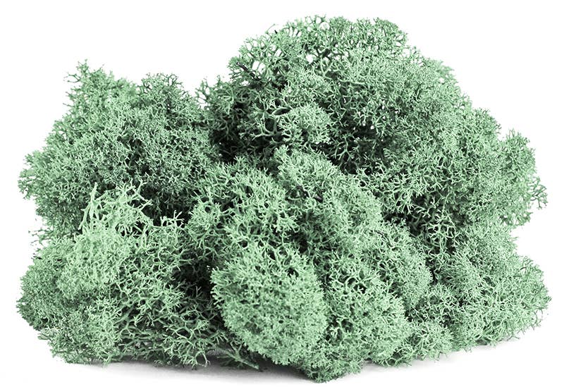 Reindeer Moss 10lb box