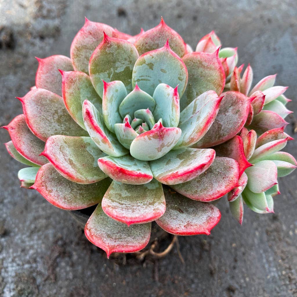 Echeveria laulensis 2in Rosette Succulent Grower Pot