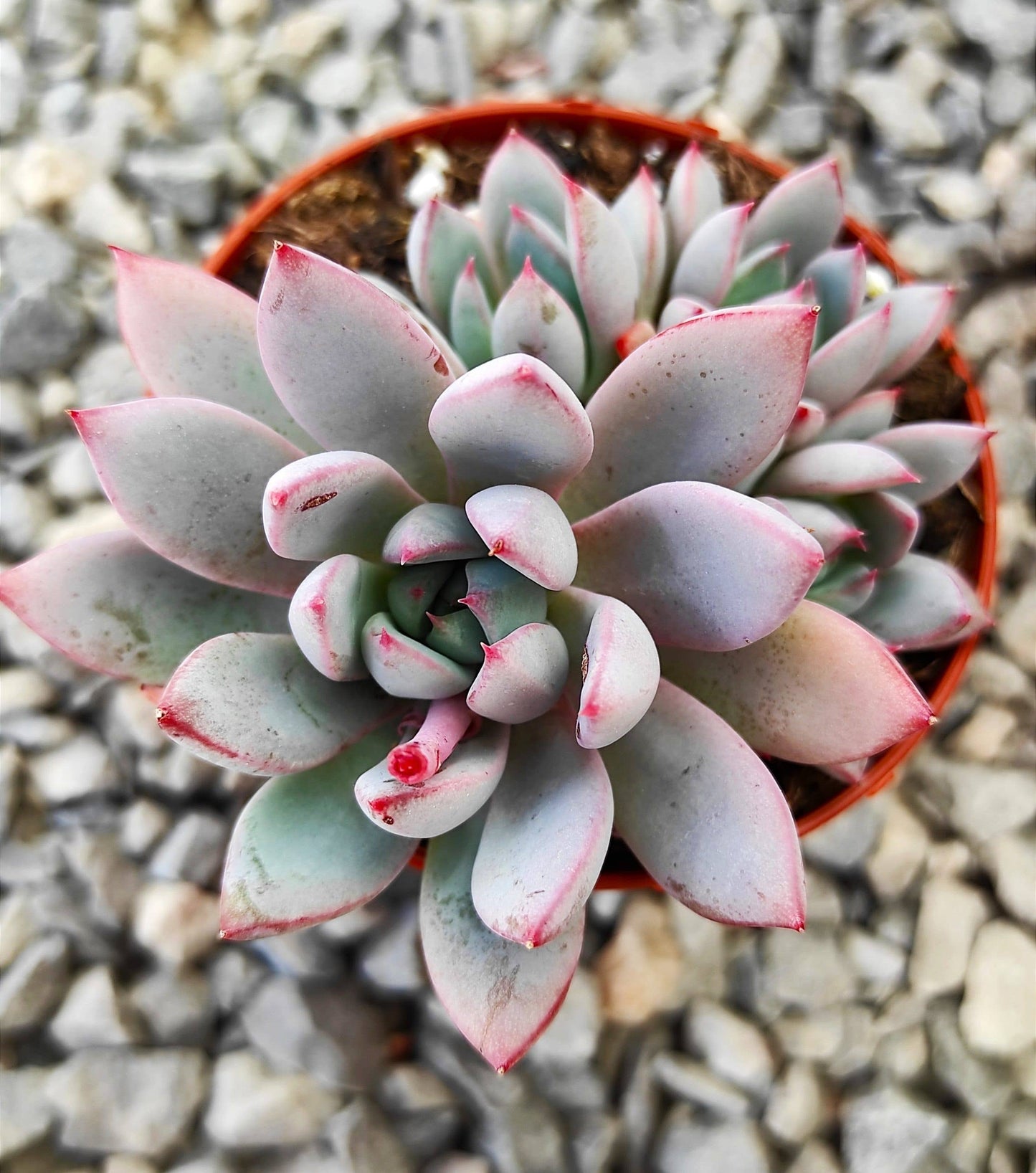 Pachyveria 'Hanabijin' Succulent 2in Grower Pot
