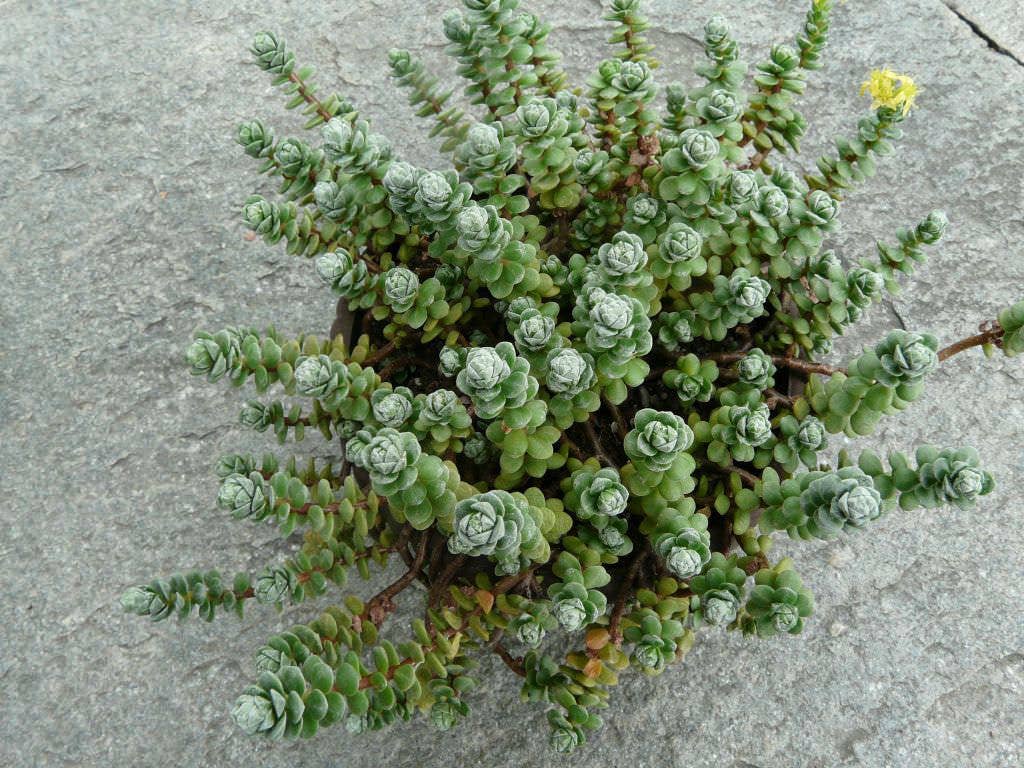 Oaxacan Stonecrop - Sedum oaxacanum | 2-inch Grower Pot