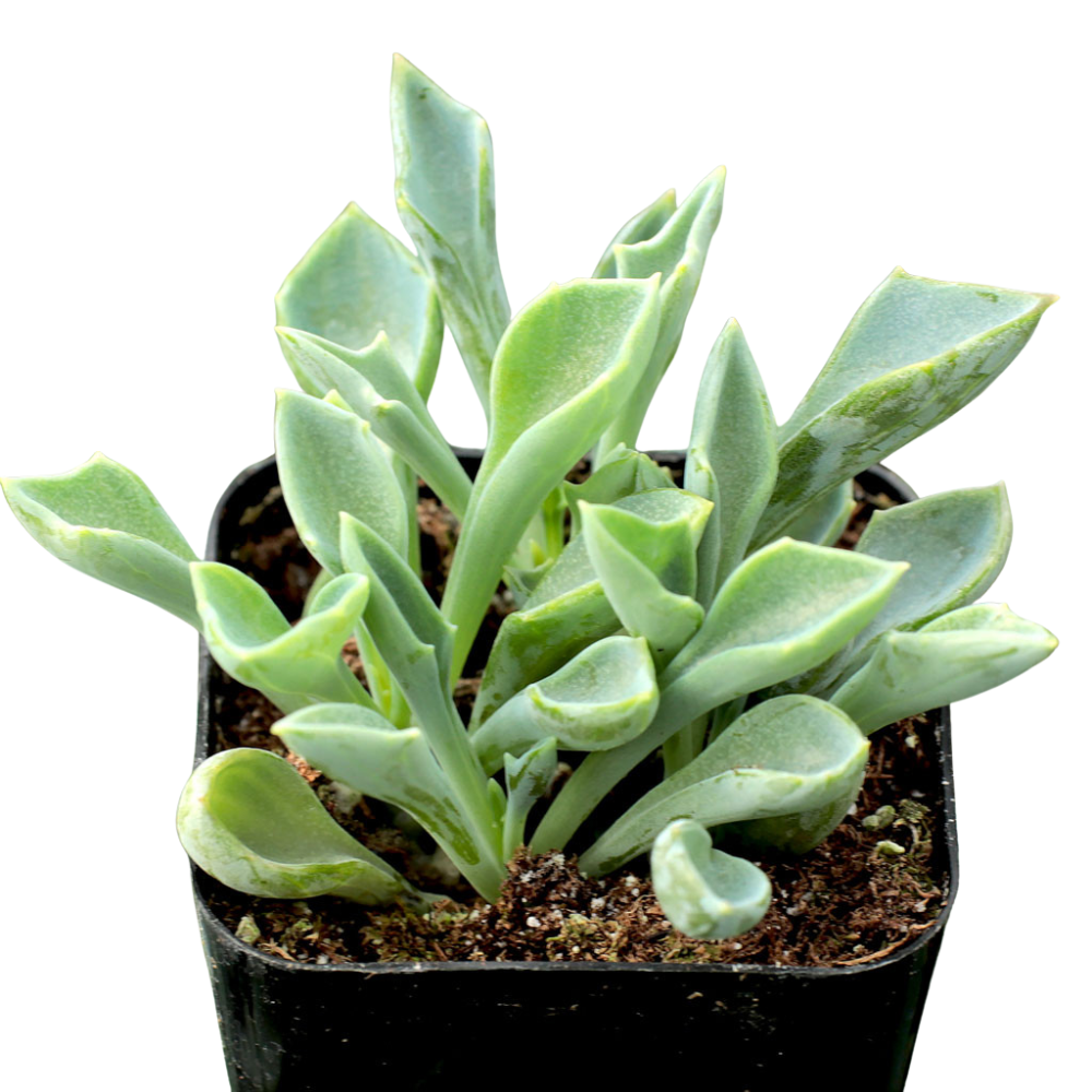Senecio kleiniiformis - Spear Head 2inch Plastic Pot