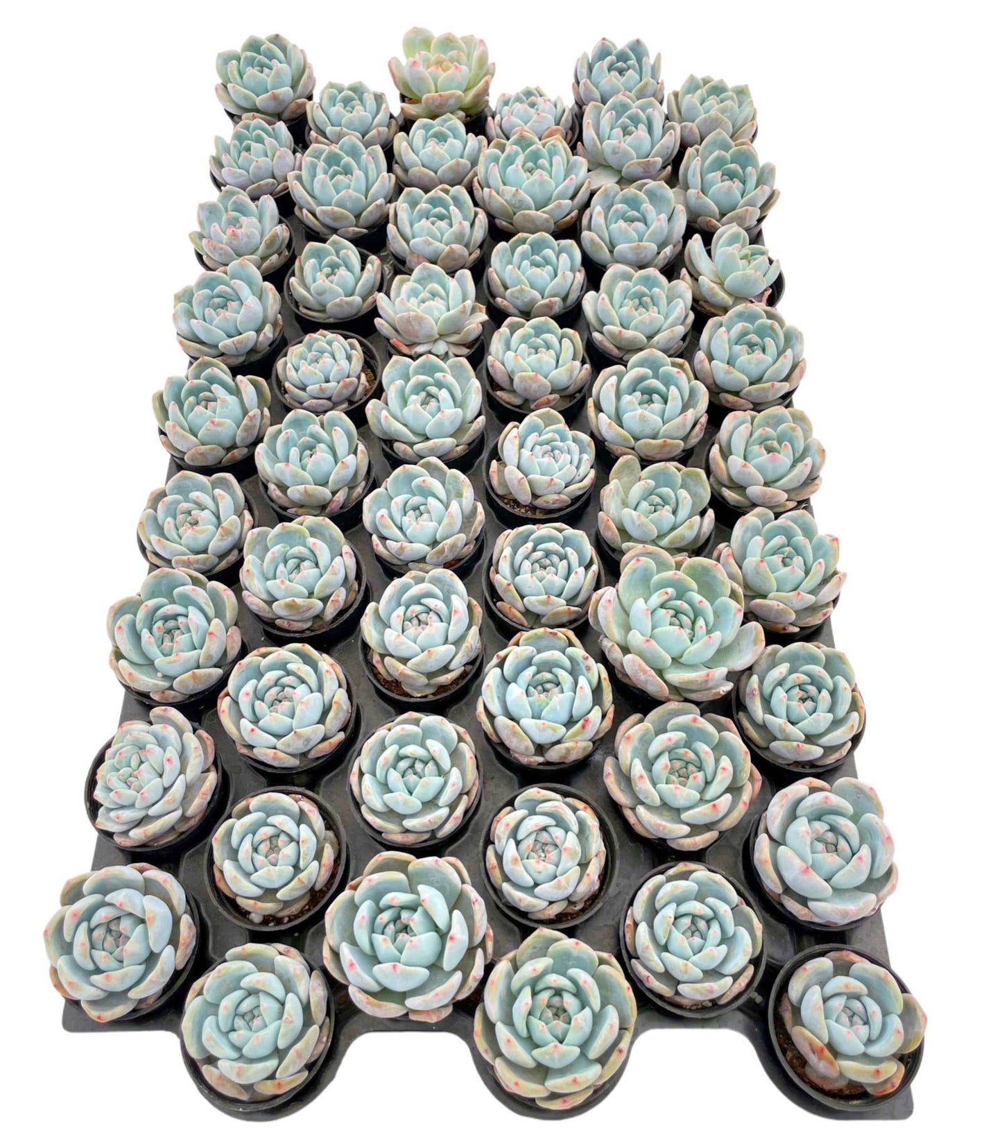 XGraptoveria 'Orange Sherbet' Live Plant Tray 54pcs 2in Pot