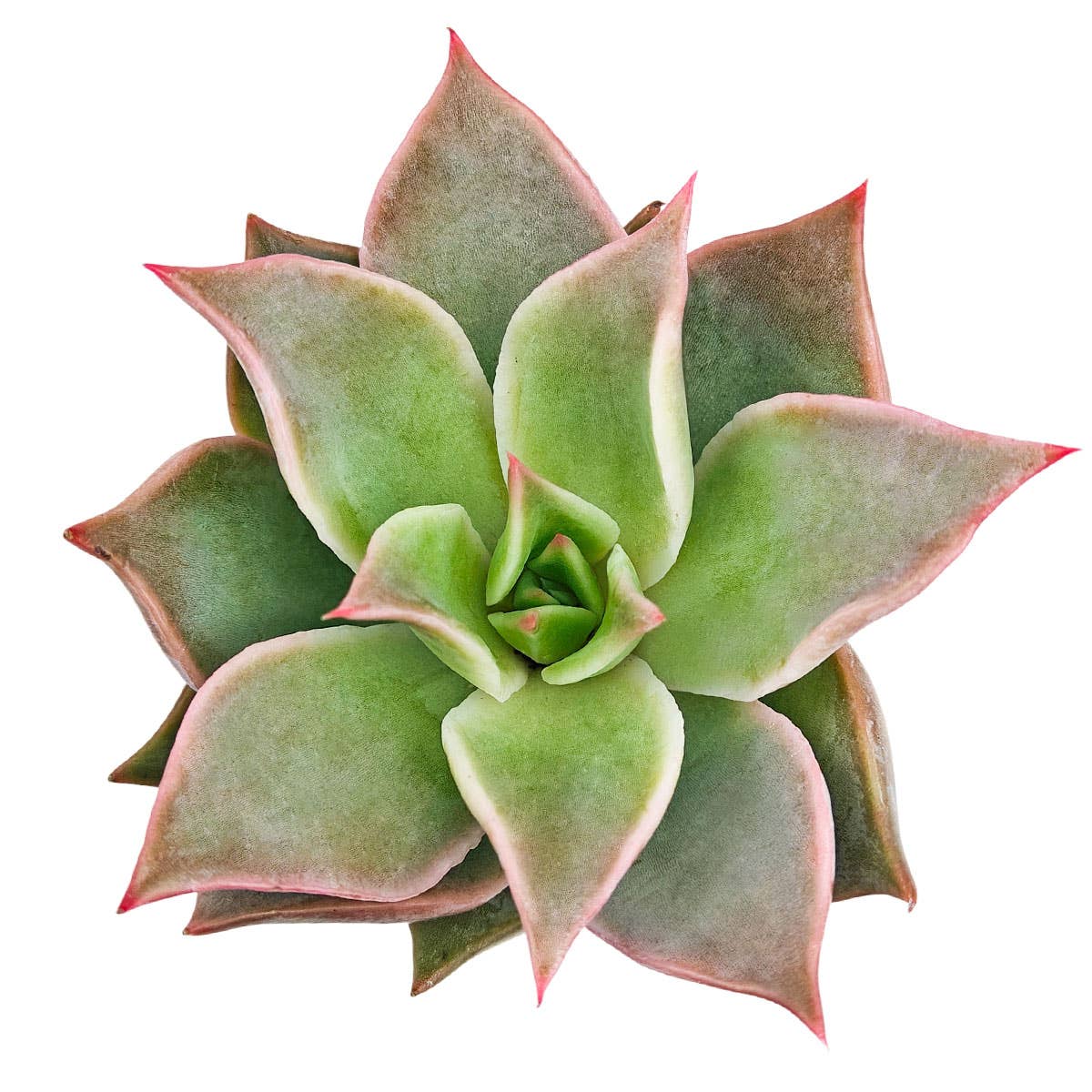 Echeveria 'Madiba' Succulent 2" Grower Pot