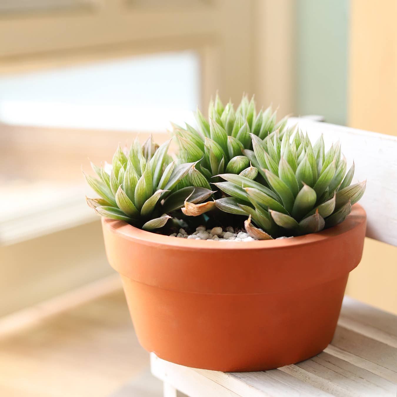 Haworthia Cooperi - Live Succulents Plant 2/3/4 inch Pot