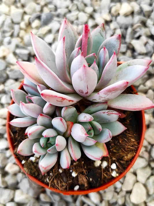 Pachyveria 'Hanabijin' Succulent 2in Grower Pot