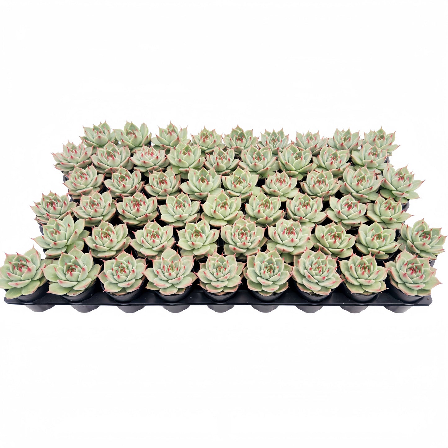 Echeveria Toscannelly Bulk 54pcs Tray - 2in Pot