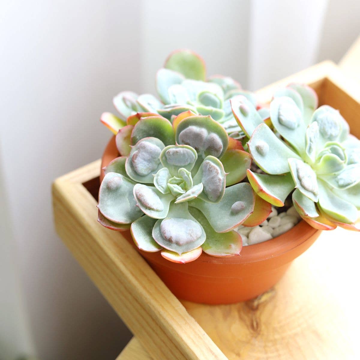 Echeveria Raindrops - Unusual Succulent in 2in/4in Pot