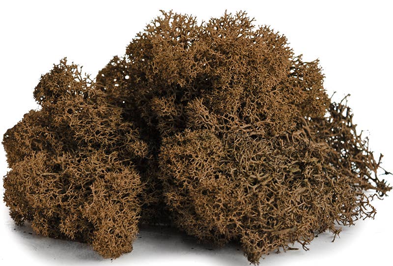 Reindeer Moss 10lb box