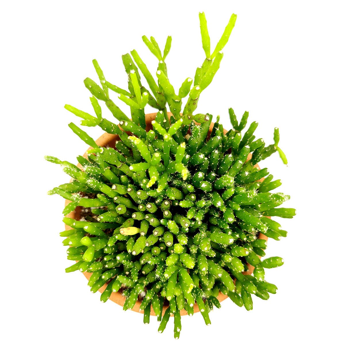 Dancing Bones Hatiora Salicornioides 2in/4in -Live Succulent: 2 inch / Plastic Pot