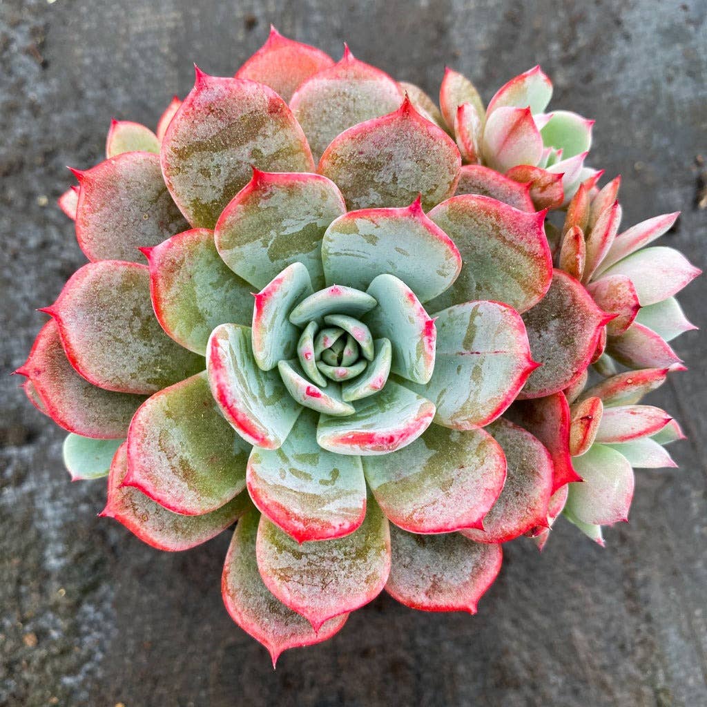 Echeveria laulensis 2in Rosette Succulent Grower Pot