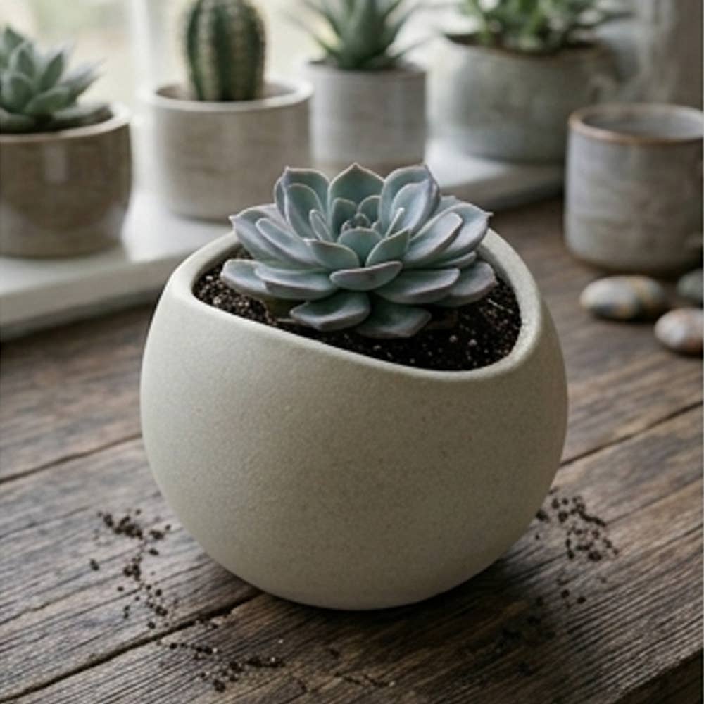Succulent Mini Pot Curved Shaped