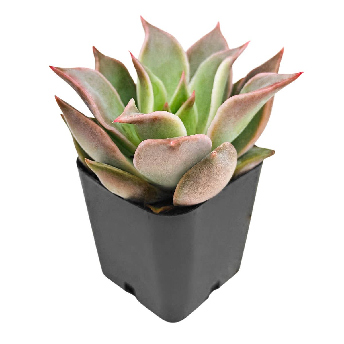 Echeveria 'Madiba' Succulent 2" Grower Pot