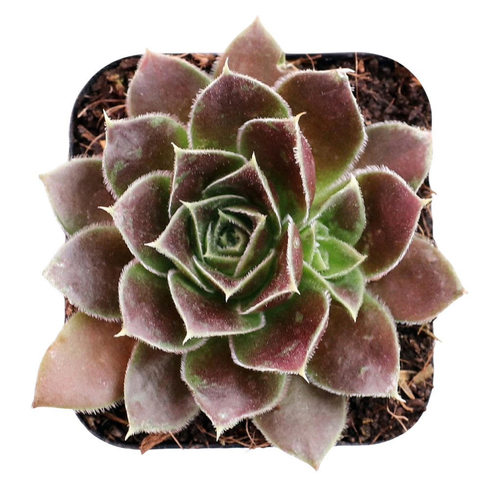 Sempervivum heuffelii 'Irene' 2inch Plastic Pot
