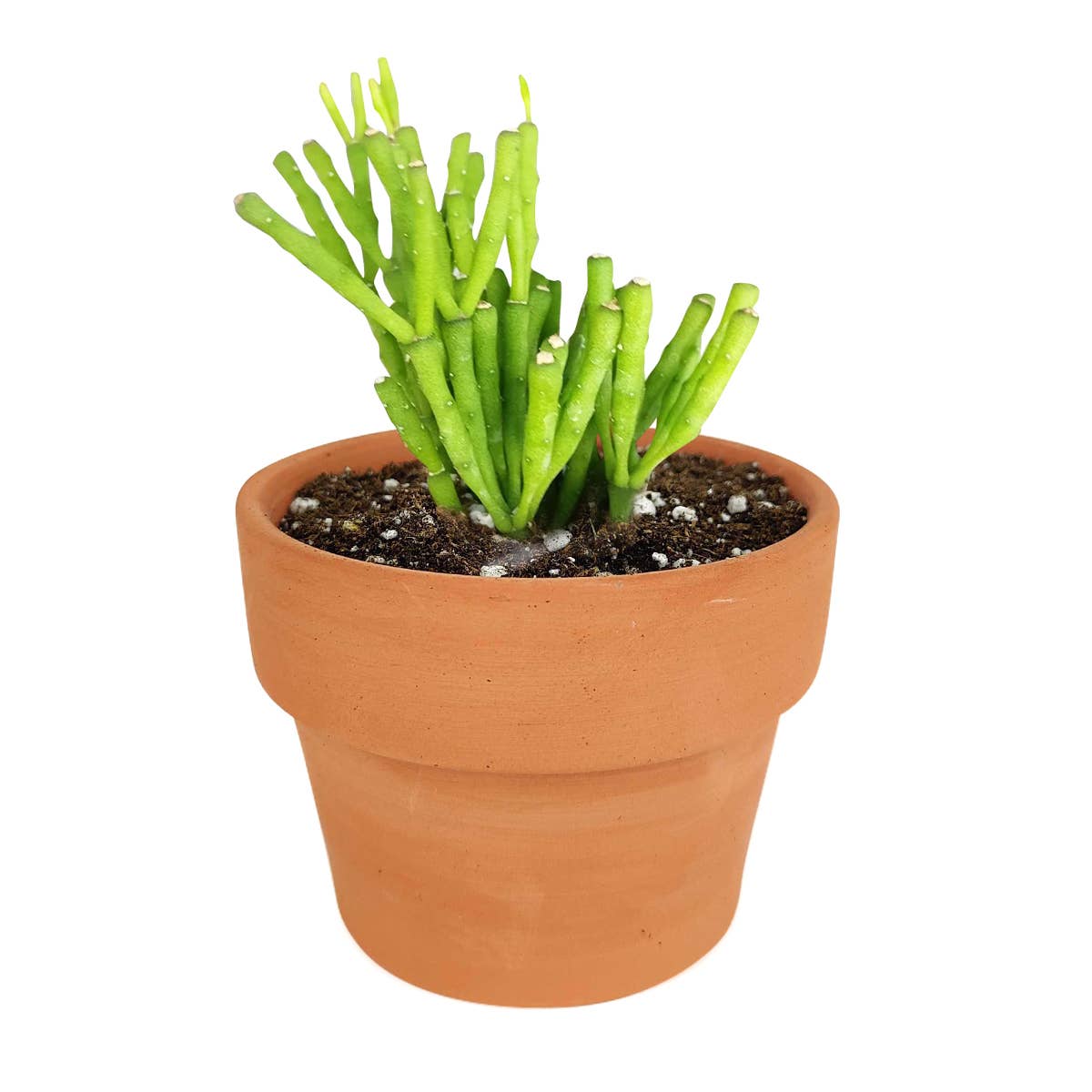 Dancing Bones Hatiora Salicornioides 2in/4in -Live Succulent: 2 inch / Plastic Pot