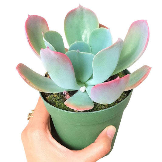 Echeveria Blue Sky - Pink Tip Leaves Succulents 4in Pot