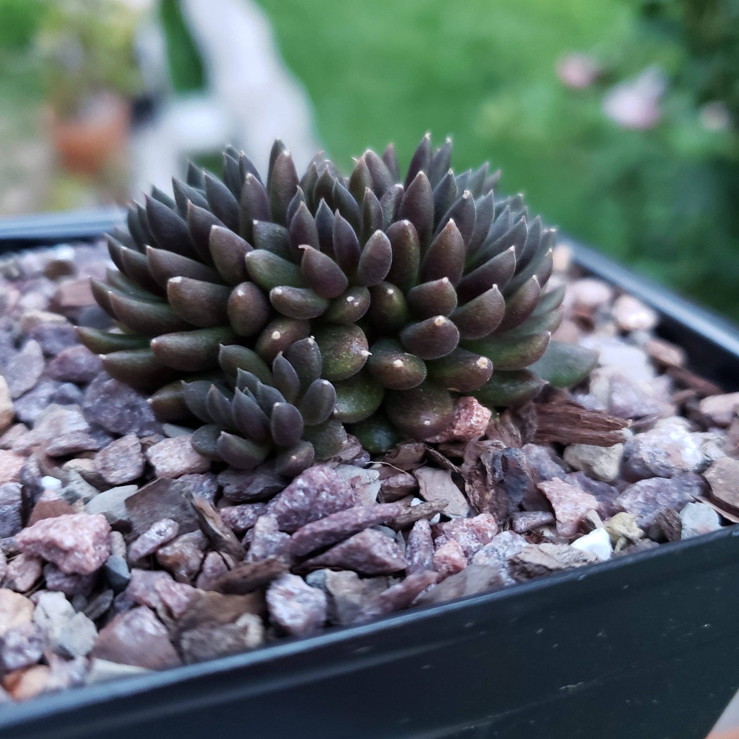 Sinocrassula yunnanensis 2" Grower Pot