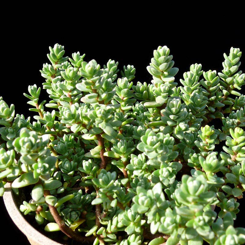Oaxacan Stonecrop - Sedum oaxacanum | 2-inch Grower Pot