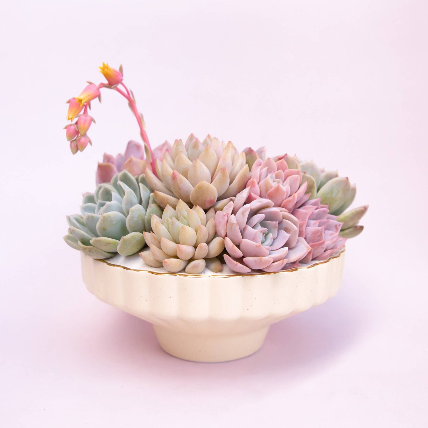 Delphine Low Bowl | Vintage White Speckle