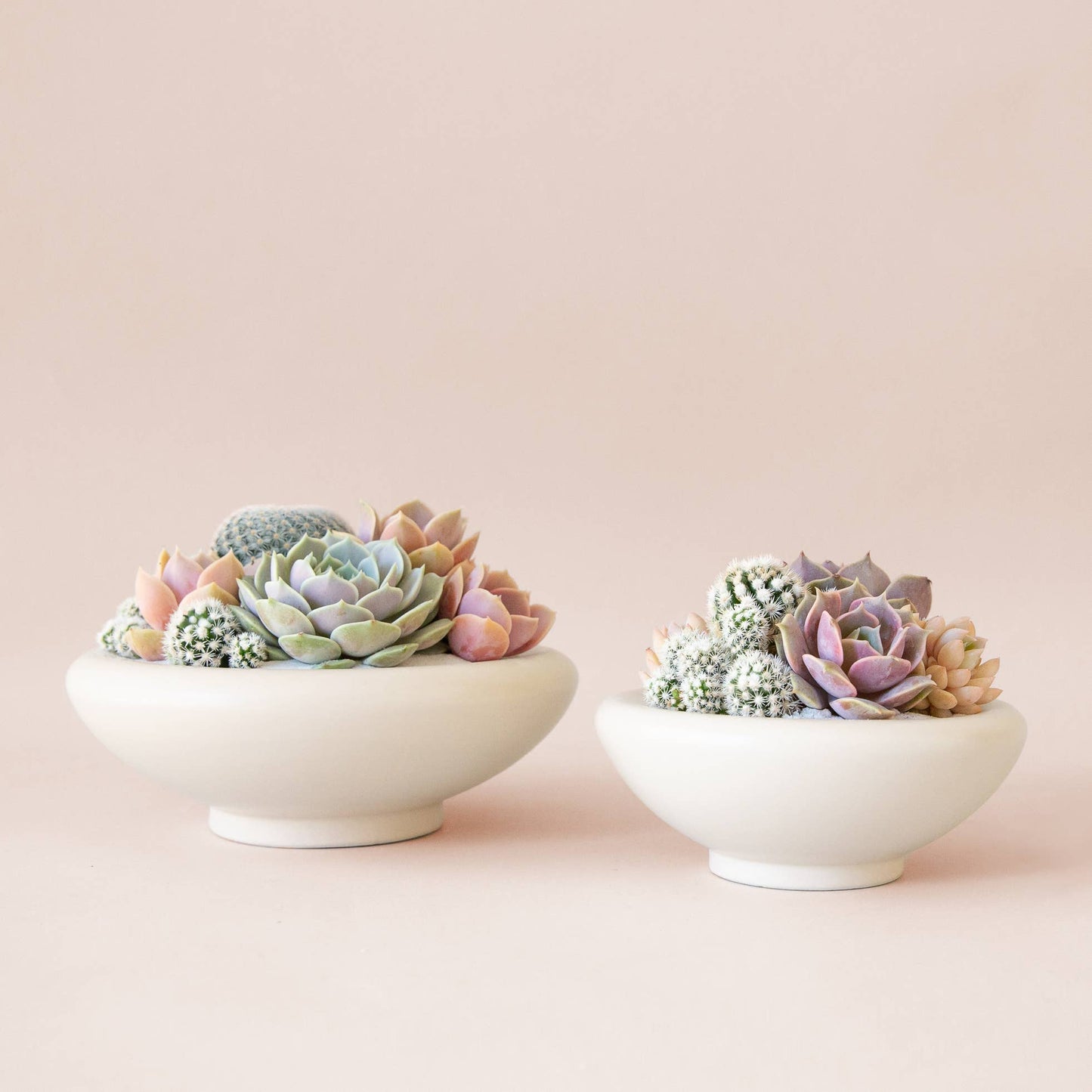 Birdie Bowl | Rainforest