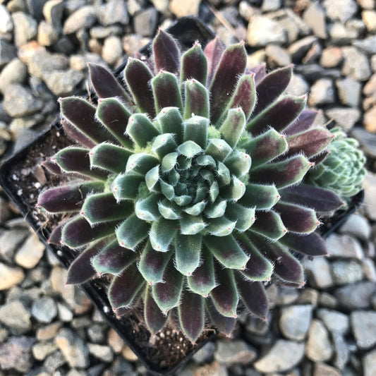 Sempervivum 'Averil' Succulent 2in Grower Pot