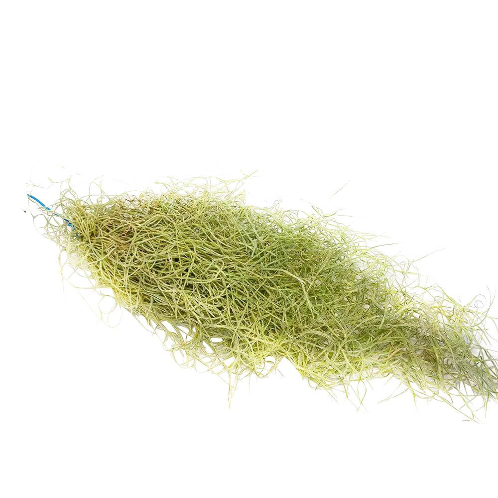 Spanish Moss Usneoides Air Plant, Fairy's Hair Live Plant