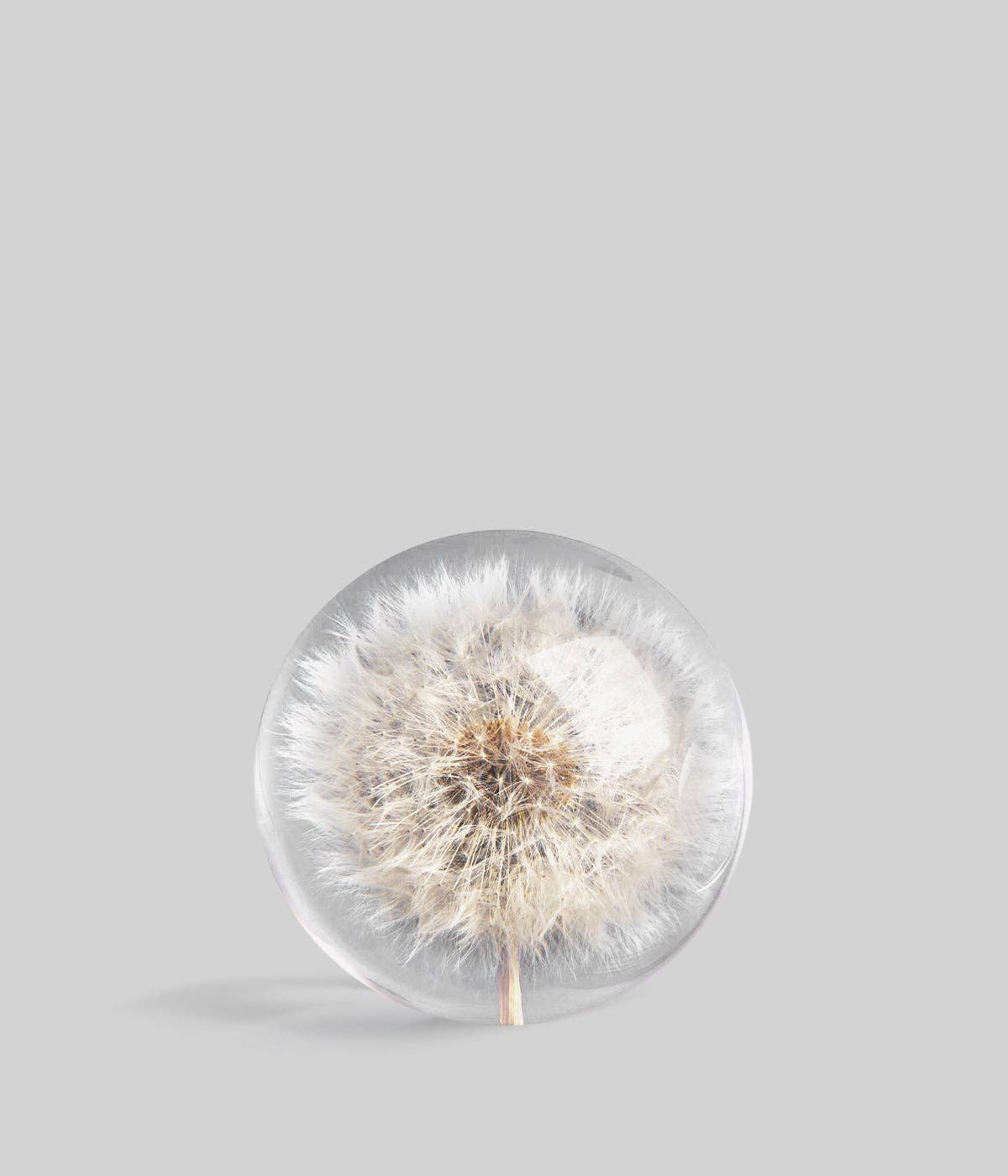 Dandelion Botanical Resin Paperweight