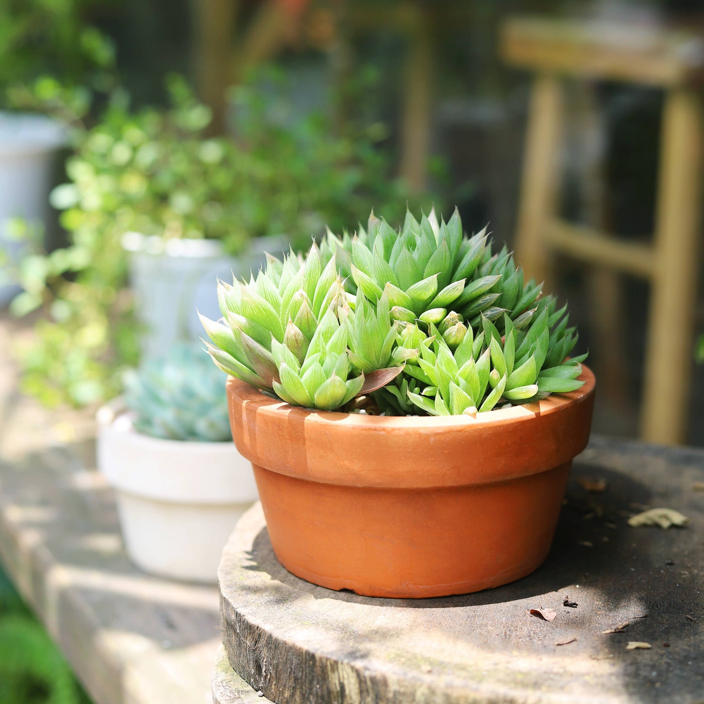 Haworthia Cooperi - Live Succulents Plant 2/3/4 inch Pot