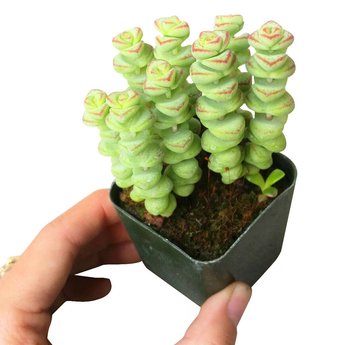 Crassula Baby Necklace - Live Succulents Plant 2/4 inch Pot: 2 inch / Plastic Pot