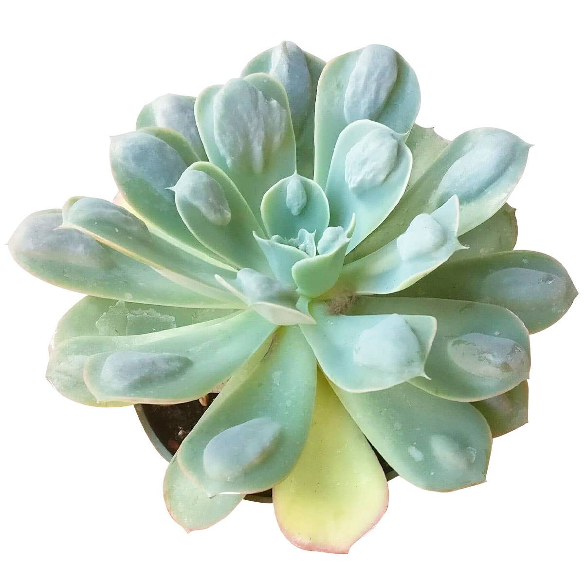 Echeveria Raindrops - Unusual Succulent in 2in/4in Pot