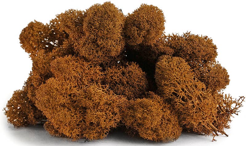 Reindeer Moss 10lb box