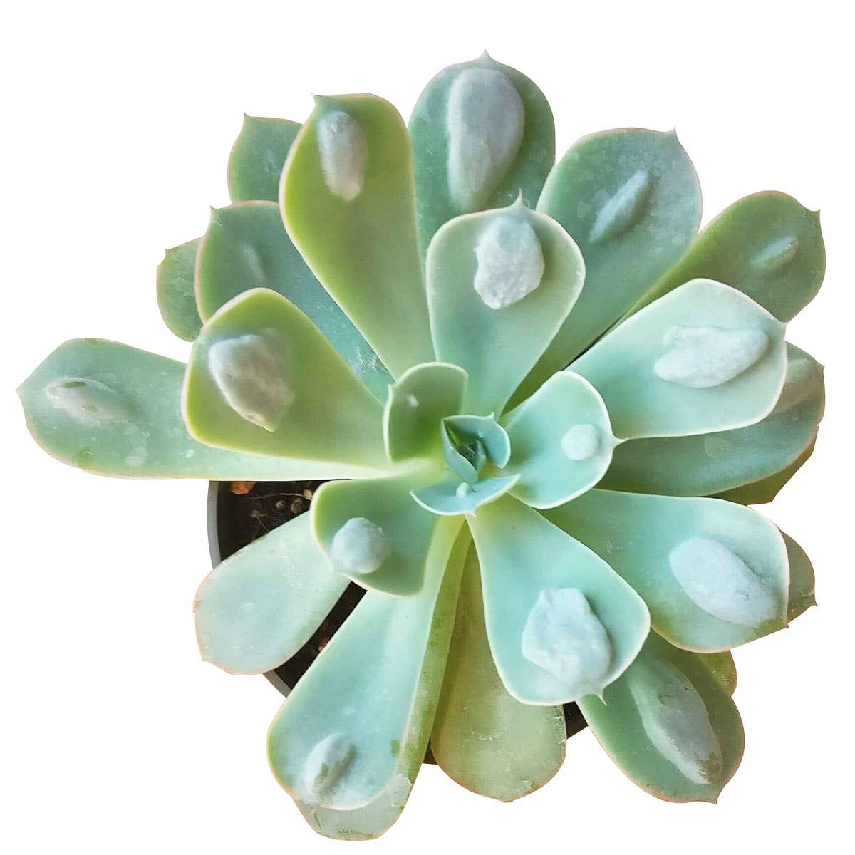 Echeveria Raindrops - Unusual Succulent in 2in/4in Pot