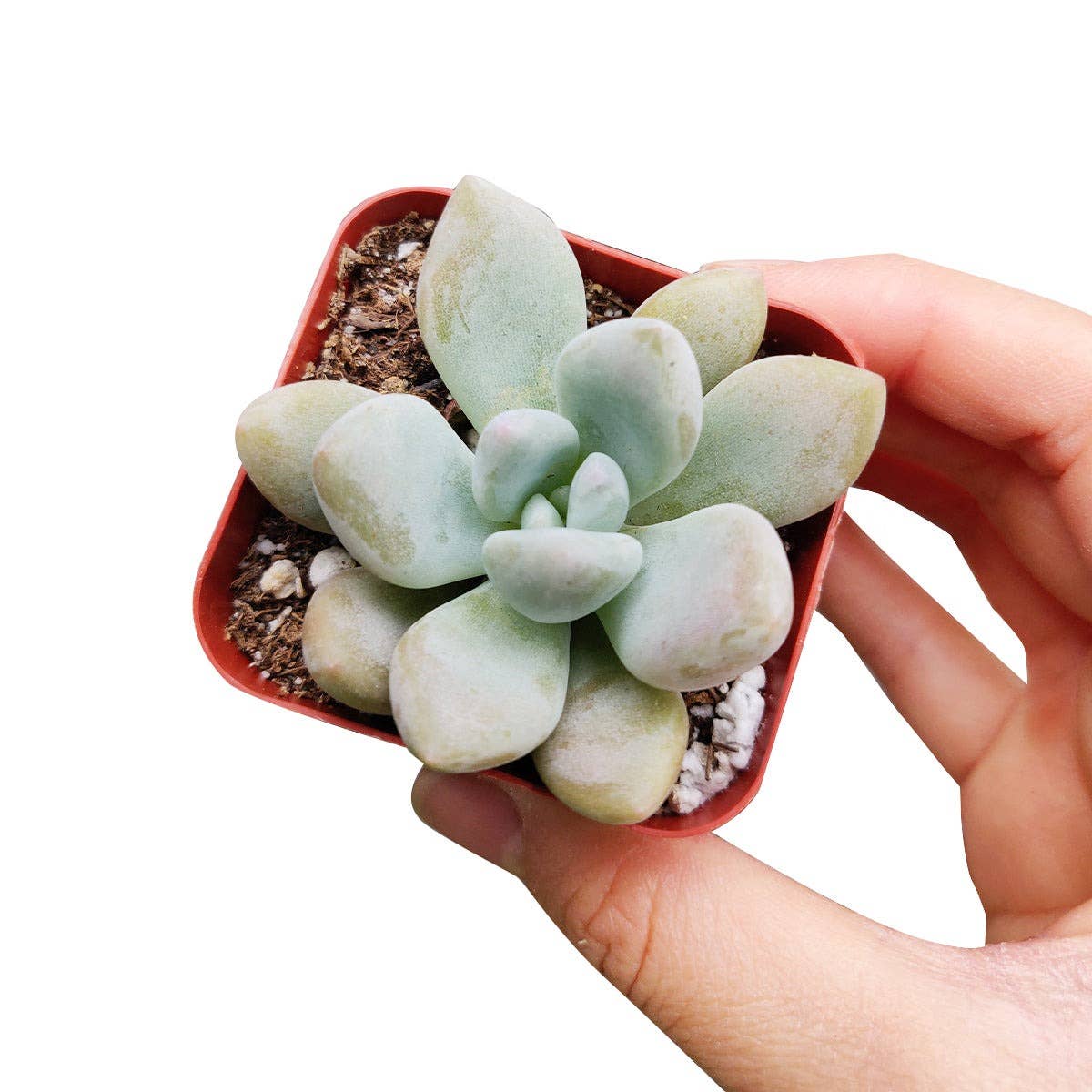 RARE Graptoveria Opalina 2in Purple Gem Succulent