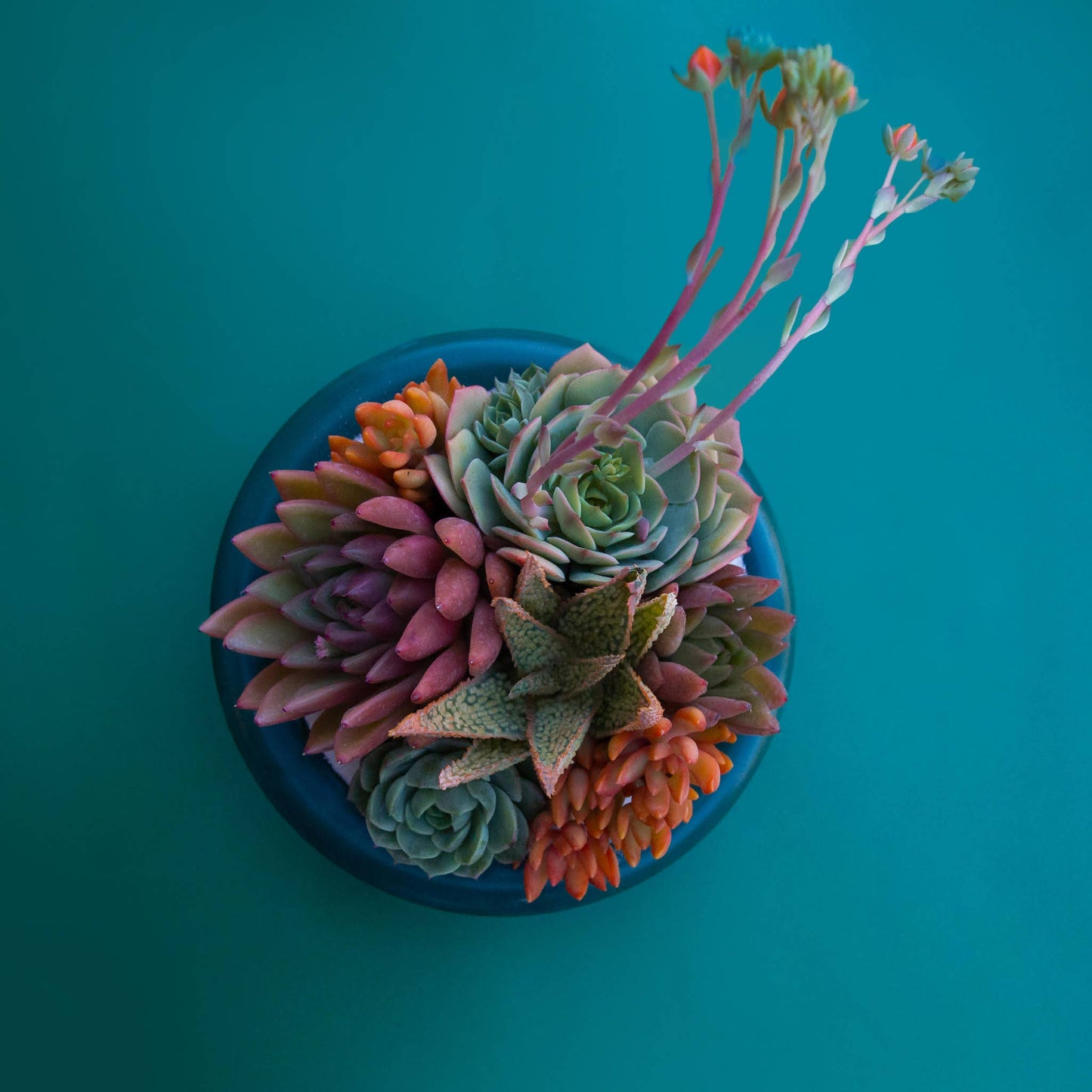 Birdie Bowl | Rainforest