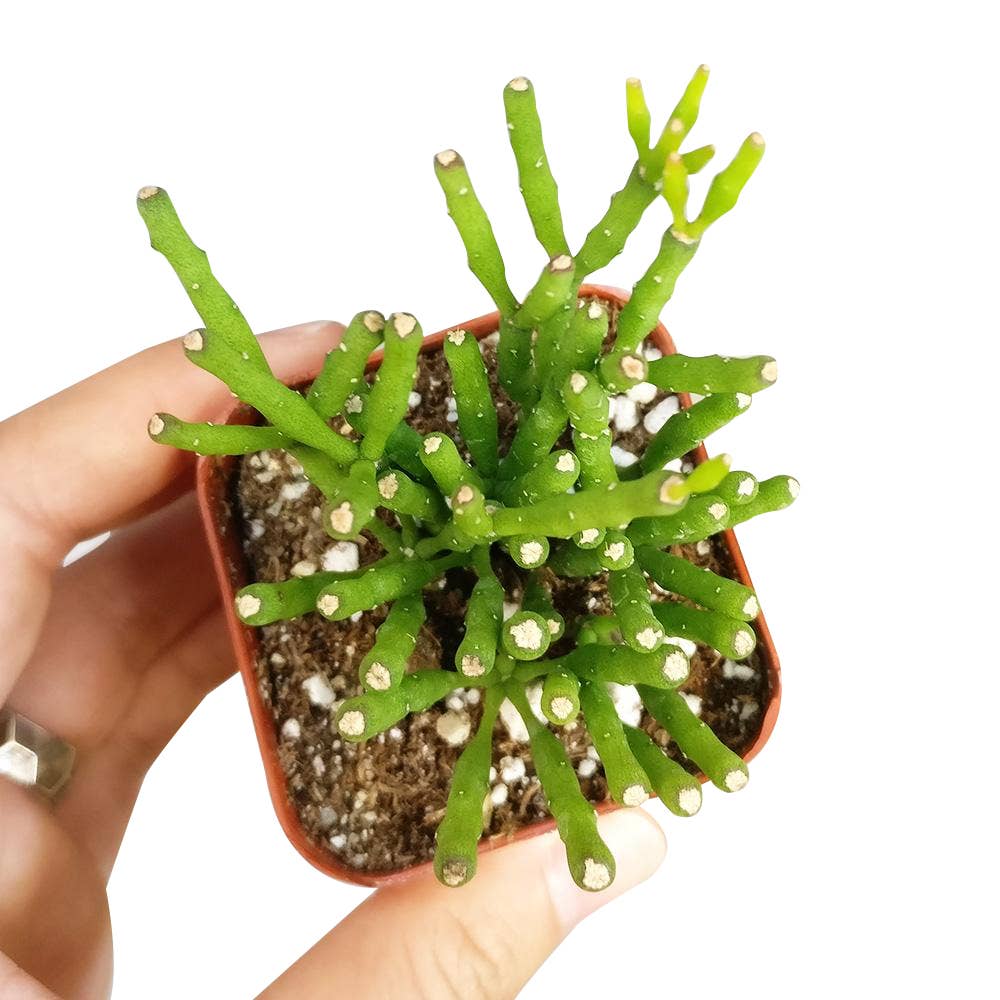 Dancing Bones Hatiora Salicornioides 2in/4in -Live Succulent: 2 inch / Plastic Pot