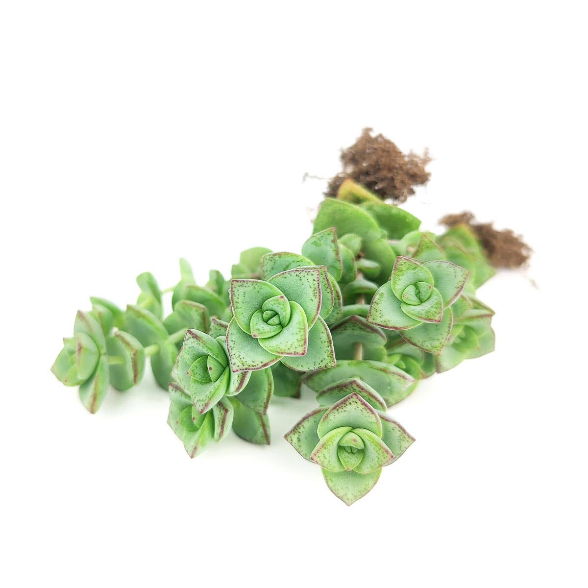 String of Buttons - Live Indoor Succulent in 2in/4in Pot