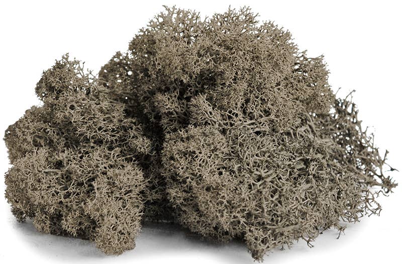 Reindeer Moss 10lb box