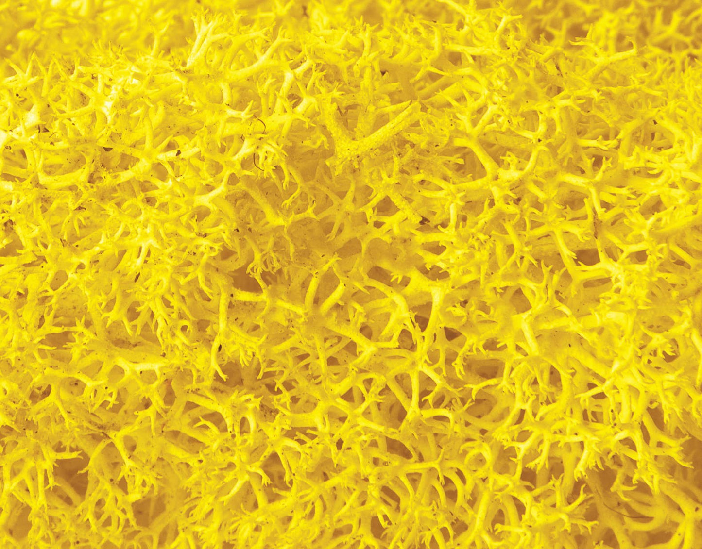 Reindeer Moss 10lb box