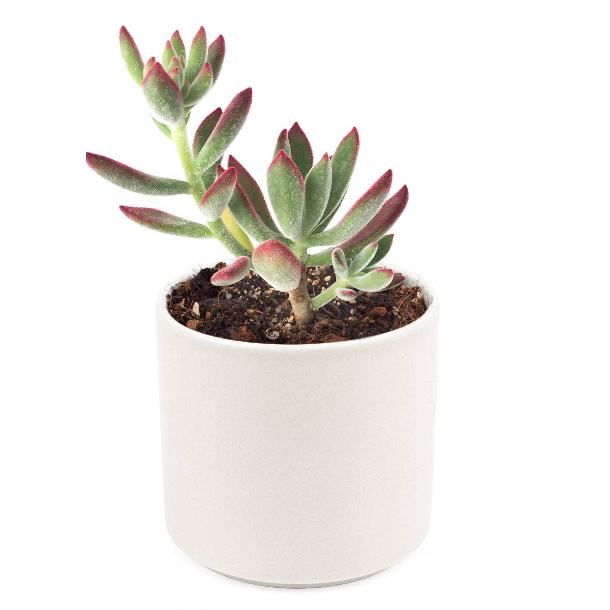 Echeveria Harmsii Ruby Slipper - Live Succulents 2/4 inch: 2 inch / Plastic Pot