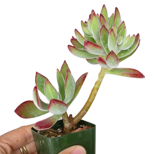 Echeveria Harmsii Ruby Slipper - Live Succulents 2/4 inch: 2 inch / Plastic Pot